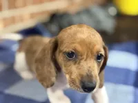 CKC Spot, a male Miniature Dachshund for sale in Dawson, GA – Photo 3 of 5