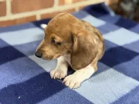 CKC Spot, a male Miniature Dachshund for sale in Dawson, GA – Photo 2 of 5