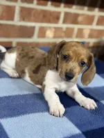 CKC Spot, a male Miniature Dachshund for sale in Dawson, GA – Photo 4 of 5