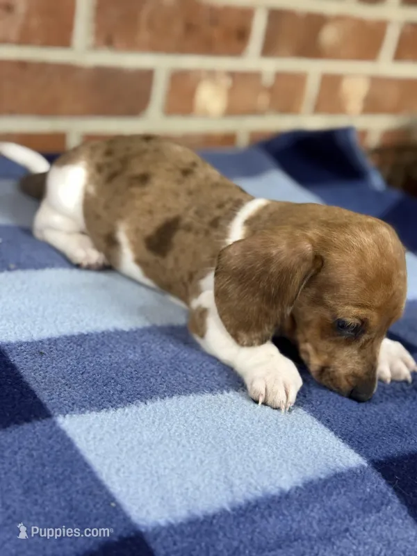 CKC Spot – Miniature Dachshund puppy for sale in Dawson, GA