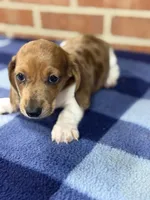 CKC Spot, a male Miniature Dachshund for sale in Dawson, GA – Photo 5 of 5