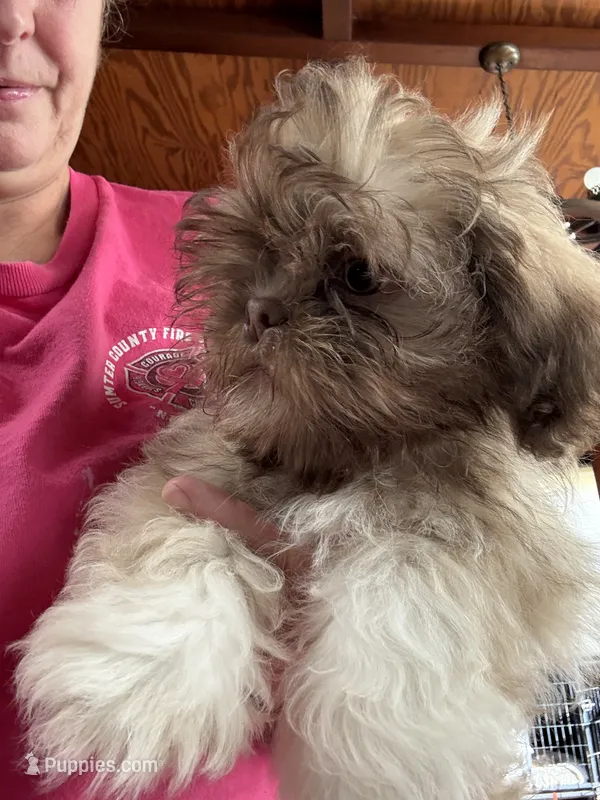 Charlie – Shih Tzu puppy for sale in Dawson, GA
