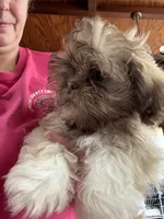 Charlie, a male Shih Tzu for sale in Dawson, GA – 1 of 6