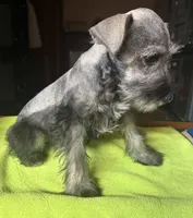 CKC Buster, a male Miniature Schnauzer for sale in Dawson, GA – 3 of 7