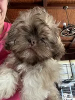 Charlie, a male Shih Tzu for sale in Dawson, GA – 2 of 6