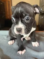 CKC Hank, a male Boston Terrier for sale in Dawson, GA – 2 of 7