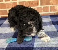 AKC River, a male Poodle - Miniature  for sale in Dawson, GA – 8 of 9