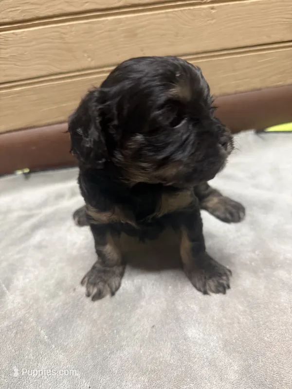 CKC Amber – Cavapoo puppy for sale in Dawson, GA
