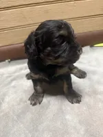 CKC Amber, a female Cavapoo for sale in Dawson, GA – 1 of 5