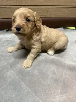 CKC Tucker, a male Cavapoo for sale in Dawson, GA – 4 of 5