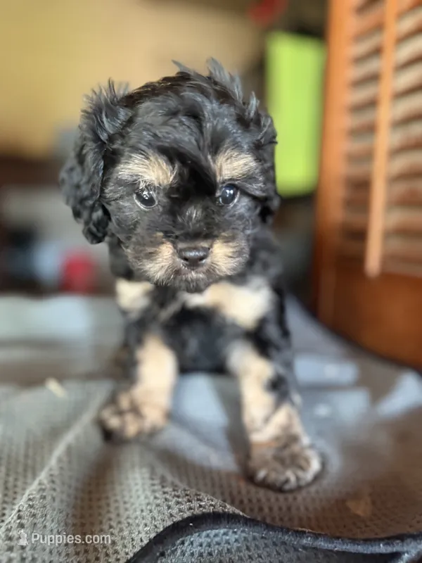 CKC Amber – Cavapoo puppy for sale in Dawson, GA