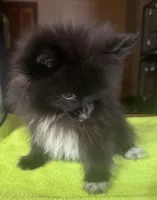 Tiny Jet (Micro), a male Pomeranian for sale in Dawson, GA – 2 of 6