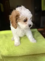 CKC  Casey, a male Cavapoo for sale in Dawson, GA – 5 of 9
