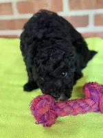 AKC Dolly, a female Poodle - Miniature  for sale in Dawson, GA – 5 of 7