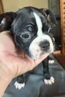 CKC Dolly, a female Boston Terrier for sale in Dawson, GA – 4 of 6