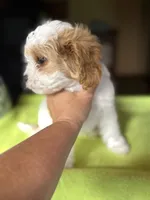 CKC  Casey, a male Cavapoo for sale in Dawson, GA – 8 of 9