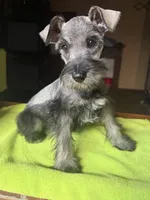 CKC Buster, a male Miniature Schnauzer for sale in Dawson, GA – 7 of 7