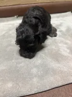 CKC Amber, a female Cavapoo for sale in Dawson, GA – 5 of 5