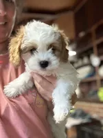 CKC  Casey, a male Cavapoo for sale in Dawson, GA – 2 of 9