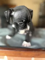 CKC Hank, a male Boston Terrier for sale in Dawson, GA – 7 of 7