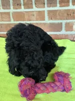 AKC Dolly, a female Poodle - Miniature  for sale in Dawson, GA – 7 of 7