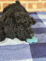 AKC Rusty, a male Poodle - Miniature  for sale in Dawson, GA – 5 of 7