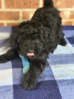 AKC Rusty, a male Poodle - Miniature  for sale in Dawson, GA – 6 of 7