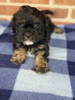 CKC Champ, a male Cavapoo for sale in Dawson, GA – Photo 5 of 6