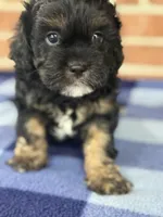 CKC Champ, a male Cavapoo for sale in Dawson, GA – Photo 2 of 6