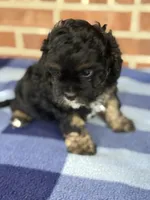 CKC Champ, a male Cavapoo for sale in Dawson, GA – Photo 4 of 6