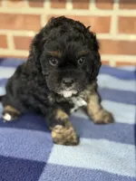 CKC Champ, a male Cavapoo for sale in Dawson, GA – Photo 1 of 6