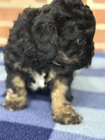CKC Champ, a male Cavapoo for sale in Dawson, GA – Photo 3 of 6
