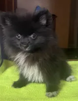 Tiny Jet (Micro), a male Pomeranian for sale in Dawson, GA – 4 of 6