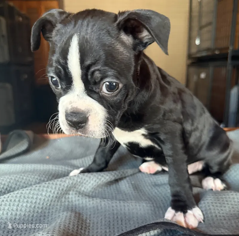 CKC Dolly – Boston Terrier puppy for sale in Dawson, GA