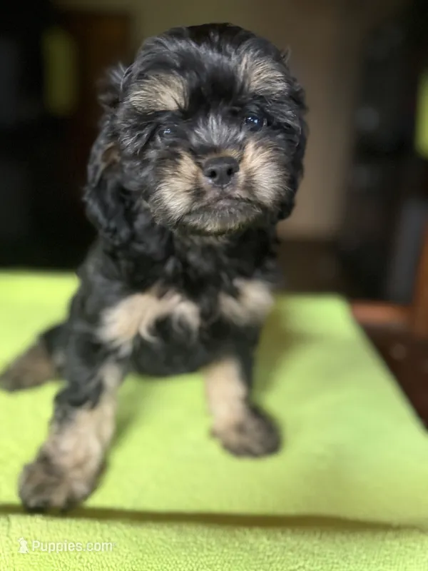 CKC Amber – Cavapoo puppy for sale in Dawson, GA