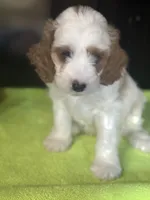 CKC Luke, a male Cavapoo for sale in Dawson, GA – Photo 4 of 5