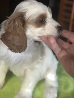 CKC Luke, a male Cavapoo for sale in Dawson, GA – Photo 5 of 5