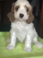 CKC Luke, a male Cavapoo for sale in Dawson, GA – Photo 3 of 5