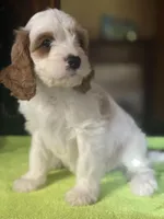 CKC Luke, a male Cavapoo for sale in Dawson, GA – Photo 1 of 5