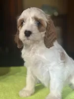 CKC Luke, a male Cavapoo for sale in Dawson, GA – Photo 2 of 5