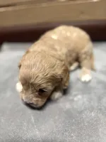 CKC Charlie, a male Cavapoo for sale in Dawson, GA – 3 of 6