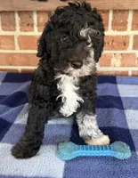 AKC River, a male Poodle - Miniature  for sale in Dawson, GA – 3 of 9