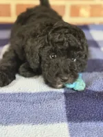 AKC Rusty, a male Poodle - Miniature  for sale in Dawson, GA – 2 of 7