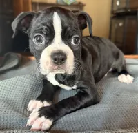 CKC Dolly, a female Boston Terrier for sale in Dawson, GA – 6 of 6