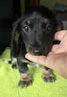 CKC Danny, a male Miniature Dachshund for sale in Dawson, GA – 4 of 7
