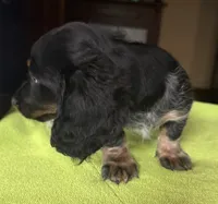 CKC Danny, a male Miniature Dachshund for sale in Dawson, GA – 2 of 7