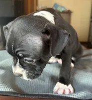 CKC Hank, a male Boston Terrier for sale in Dawson, GA – 5 of 7