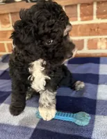 AKC River, a male Poodle - Miniature  for sale in Dawson, GA – 7 of 9
