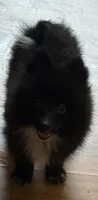 CKC Robbie, a male Pomeranian for sale in Dawson, GA – 2 of 3