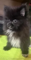 Tiny Jet (Micro), a male Pomeranian for sale in Dawson, GA – 6 of 6